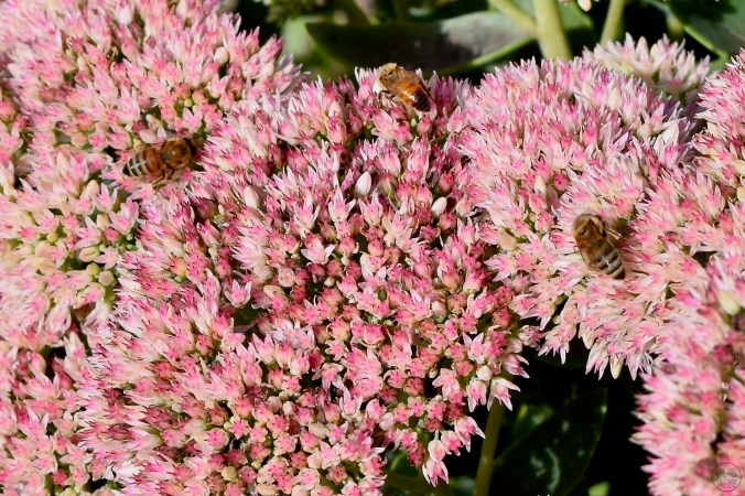 Orpin d'automne / Automn stonecrop