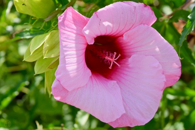 Hibiscus musqué “Luna Rose”