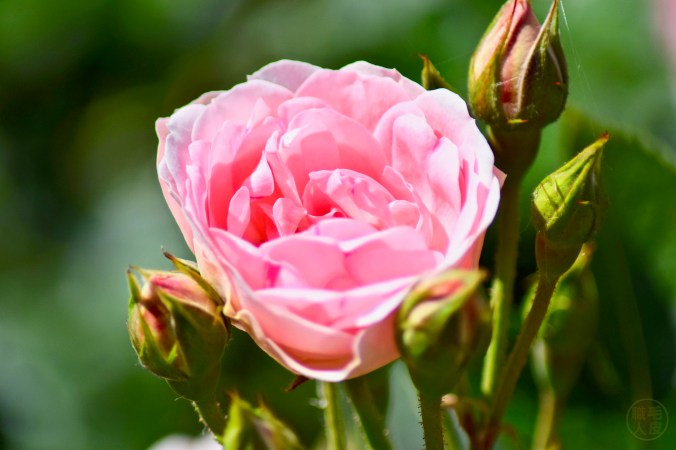Jardins de Valloires