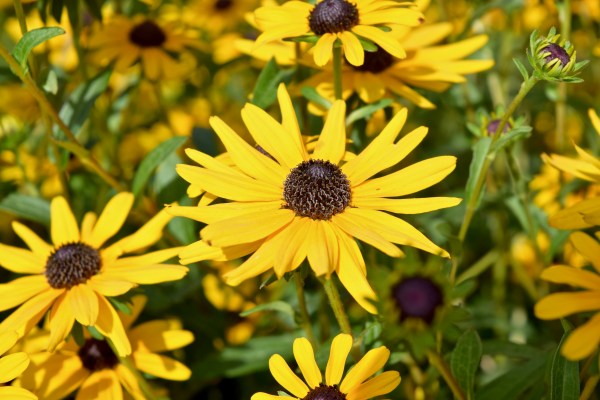 Rudbeckie orangée