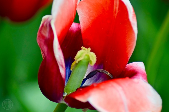 Kelly (2018 Ottawa Tulip Festival)