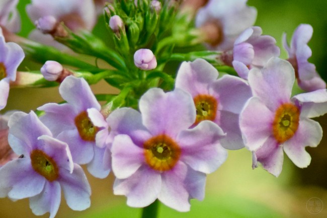Azalea “Knap Hill Red”