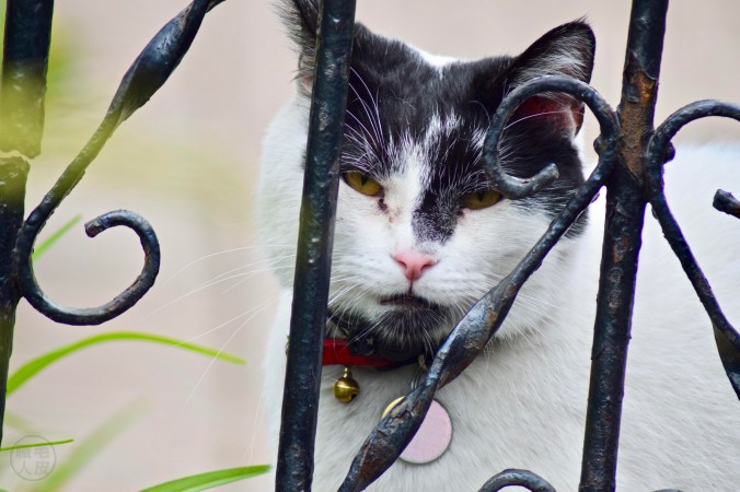 Friendly cat in Ottawa