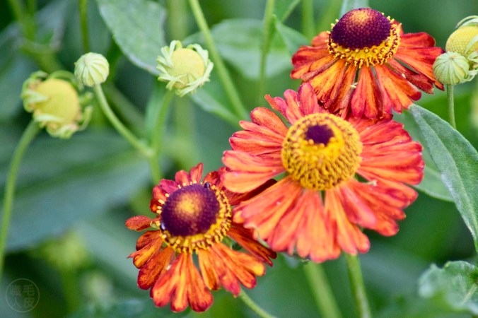 Sneezeweed / Helenium