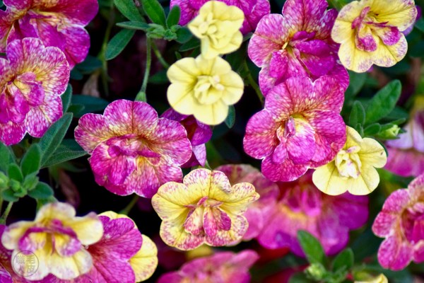 Calibrachoa