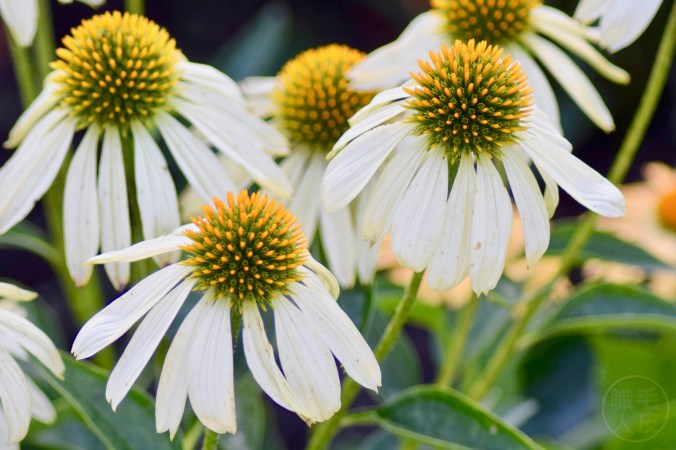 Échinacée / Coneflower “Sunrise”