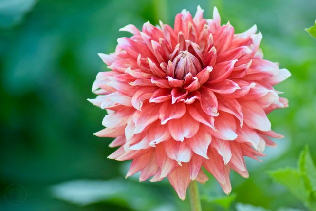 Dahlia Hollyhill Kris Kringle