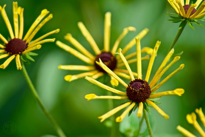 Rudbeckie subtomentosa “Henry Eilers”