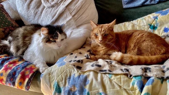 Saya et Caramel sur le divan