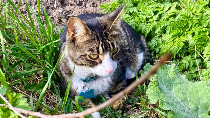 Gontrand, friendly neighbourhood cat