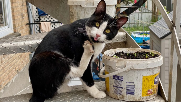 Felix with a silly look