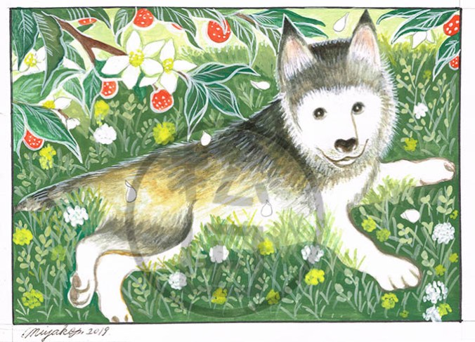 WildOrange-HuskyPuppy-LowResWM