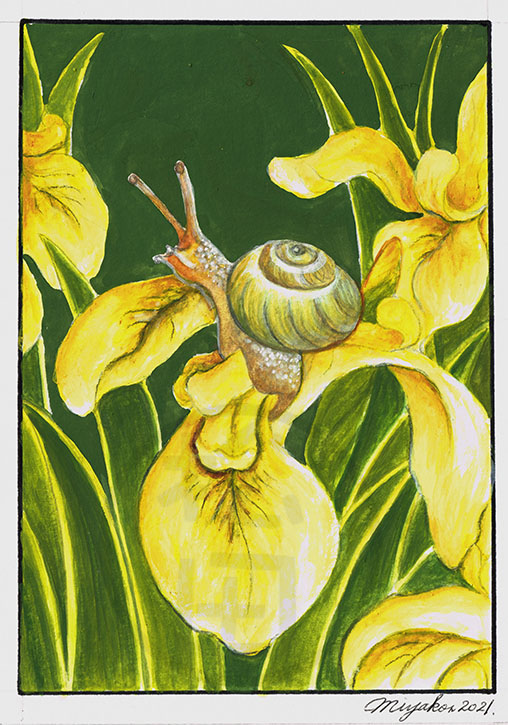 LemonQueenHollandIrisLowResWM