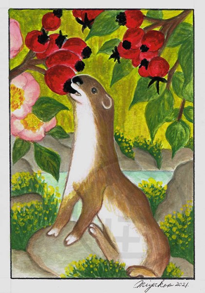 BelettePygmeeWeaselLowResWM