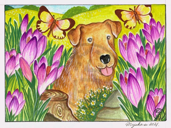 TerrierWithCrocusInSpringLowResWM