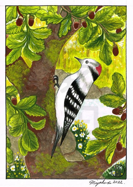 DownyWoodpeckerInOakTreeLowResWM