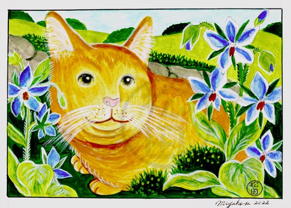 OrangeMarmaladeCatWithBorageLowResWM